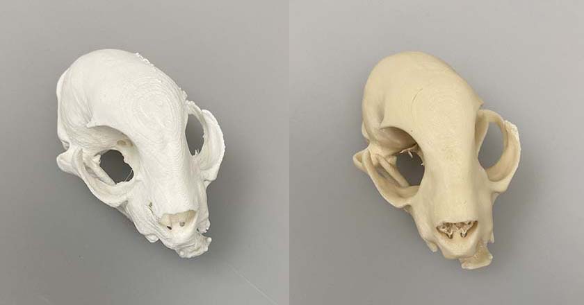 FDM prints of a deformed domestic cat skull using PLA- (left) and PHBHHx- (right) based filaments. Photo by UGA/Brad Gilleland